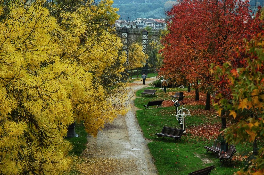 autumn, walk, trees